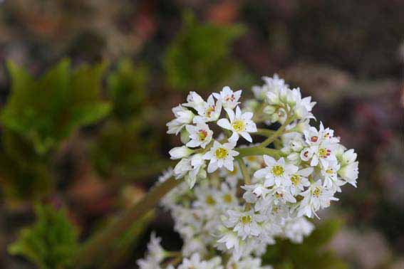 タンチョウソウ 丹頂草 Mukdenia Rossii ユキノシタ科イワヤツデ属