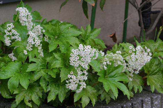 タンチョウソウ 丹頂草 Mukdenia Rossii ユキノシタ科イワヤツデ属