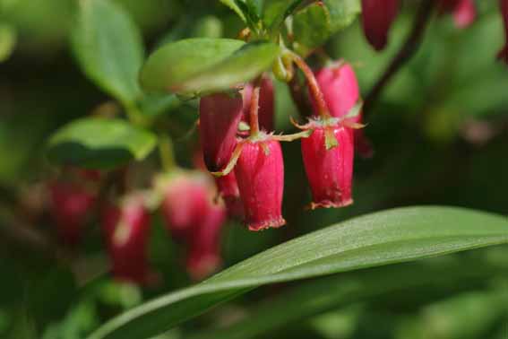 ガクウラジロヨウラク 萼裏白瓔珞 Menziesia Multiflora Var Longicalyx ツツジ科ヨウラクツツジ属