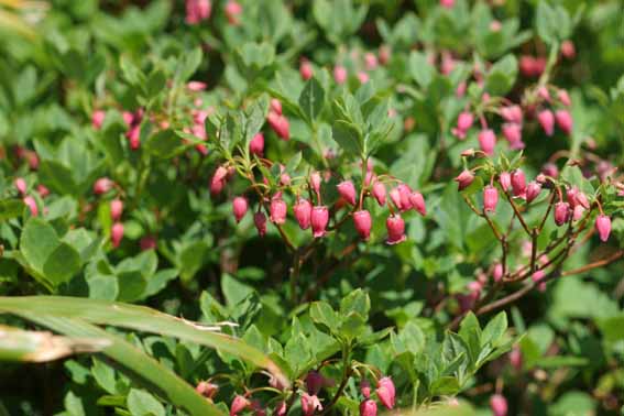 ガクウラジロヨウラク 萼裏白瓔珞 Menziesia Multiflora Var Longicalyx ツツジ科ヨウラクツツジ属