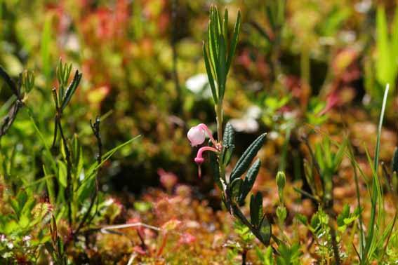 ヒメシャクナゲ 姫石楠花 ニッコウシャクナゲ Andromeda Polifolia ツツジ科ヒメシャクナゲ属