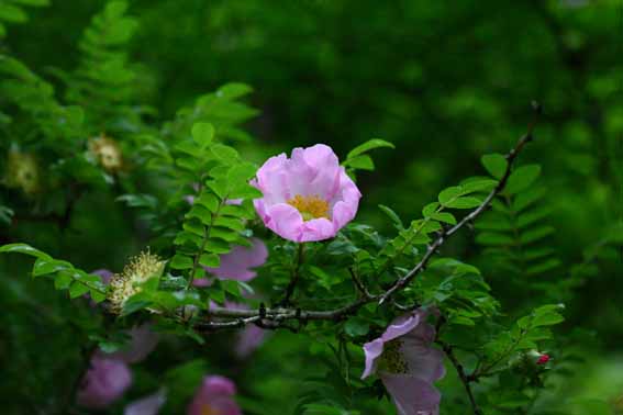 サンショウバラ 山椒薔薇 ハコネバラ Rosa Hirtula バラ科バラ属