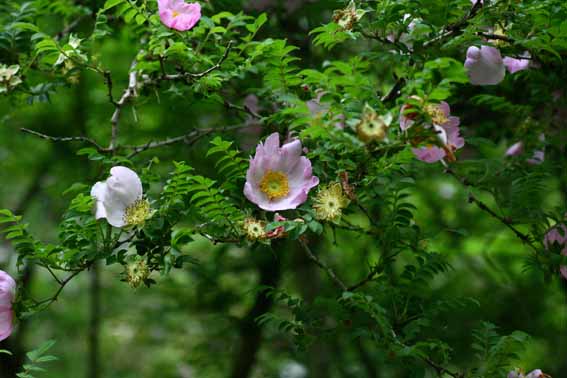 サンショウバラ 山椒薔薇 ハコネバラ Rosa Hirtula バラ科バラ属