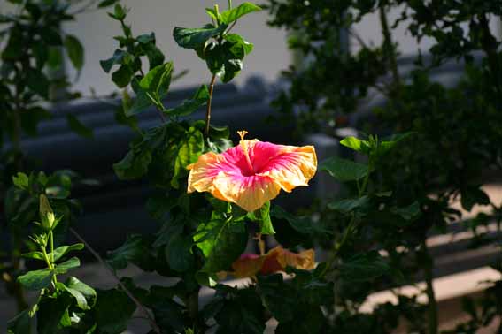 ハイビスカス ブッソウゲ 仏桑花 扶桑花 Hibiscus Rosa Sinensis アオイ科フヨウ属