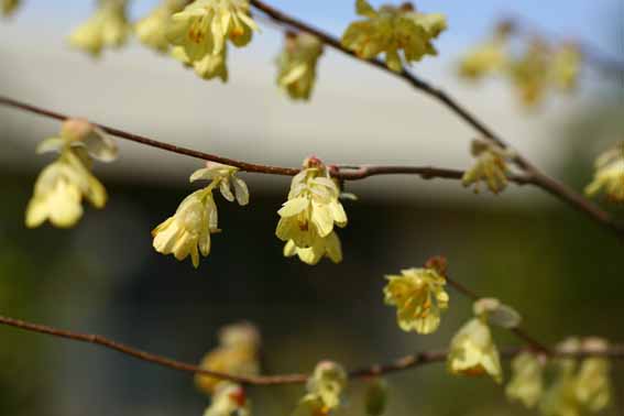 ヒュウガミズキ ひゅうがみずき 日向水木 Corylopsis Pauciflora マンサク科トサミズキ属 苗