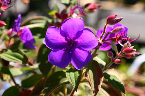 ノボタン 野牡丹 Osbeckia Nepalensis ノボタン科ノボタン属 苗