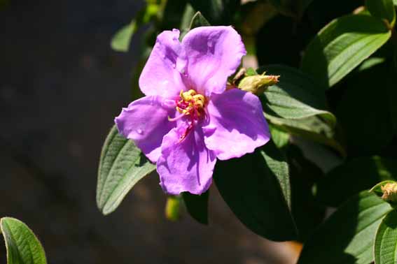 ノボタン 野牡丹 Osbeckia Nepalensis ノボタン科ノボタン属 苗