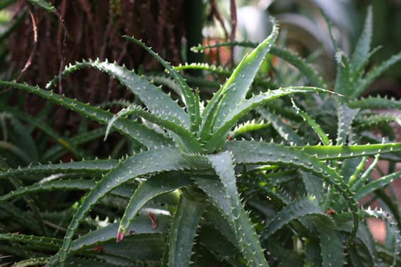 アロエ キダチアロエ キダチロカイ 木立蘆薈 きだちろかい Aloe Arborescens ユリ科アロエ属