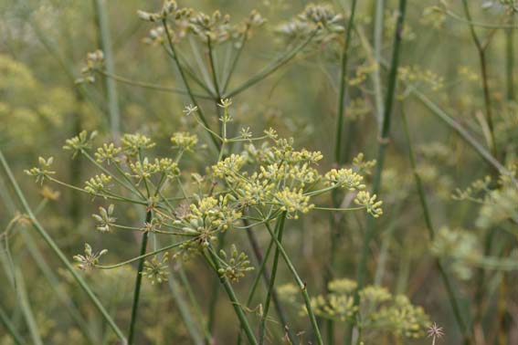 ウイキョウ 茴香 ういきょう Foeniculum Vulgare セリ科ウイキョウ属