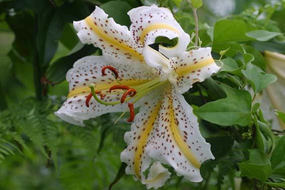 オニユリ 鬼百合 百合 ひゃくごう Lilium Lancifolium ユリ科ユリ属 球根 苗