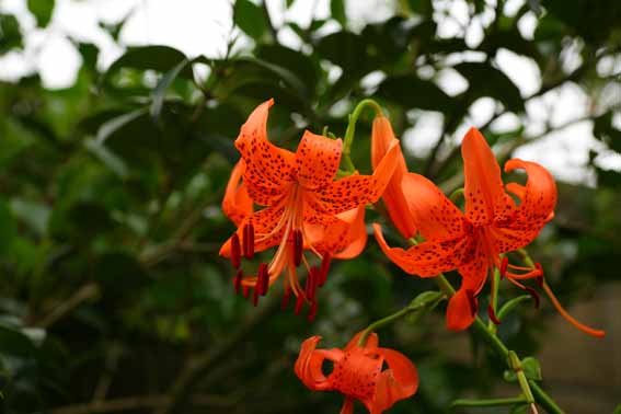 オニユリ 鬼百合 百合 ひゃくごう Lilium Lancifolium ユリ科ユリ属 球根 苗