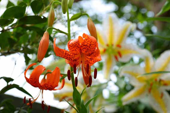 オニユリ 鬼百合 百合 ひゃくごう Lilium Lancifolium ユリ科ユリ属 球根 苗