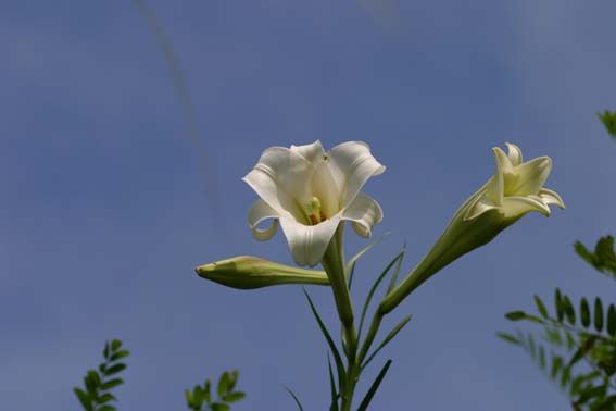 タカサゴユリ 高砂百合 百合 ひゃくごう Lilium Formosanum ユリ科ユリ属 球根 苗