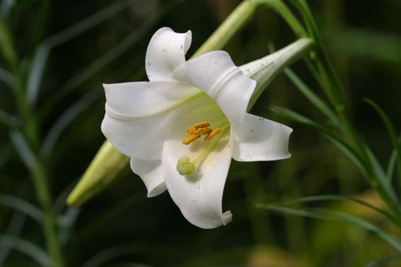 タカサゴユリ 高砂百合 百合 ひゃくごう Lilium Formosanum ユリ科ユリ属 球根 苗