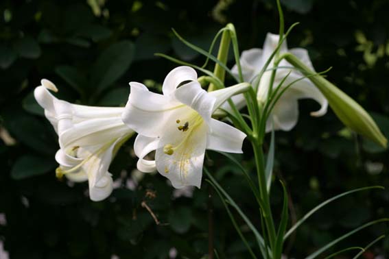 タカサゴユリ 高砂百合 百合 ひゃくごう Lilium Formosanum ユリ科ユリ属 球根 苗