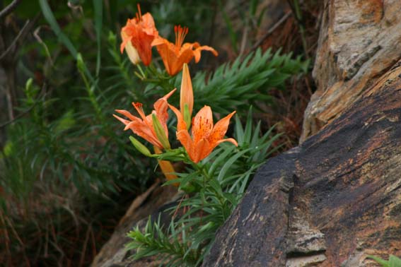 イワユリ 岩百合 百合 ひゃくごう Lilium Maculatum ユリ科ユリ属 球根 苗