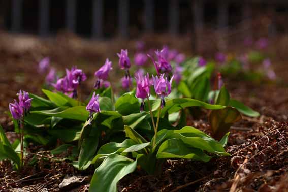 カタクリ かたくり 片栗 片籠 片栗粉 かたくりこ Erythronium Japonicum ユリ科カタクリ属 苗 球根