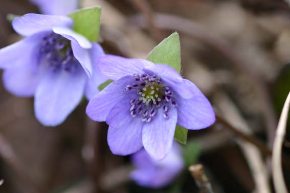 オオミスミソウ 雪割草 ユキワリソウ おおみすみそう 大三角草 Hepatica Nobilis Var Japonica Form Magna キンポウゲ科ミスミソウ属 苗 新潟県新潟市