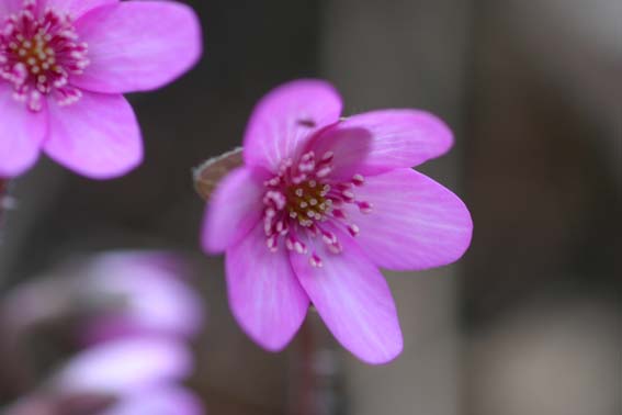 スハマソウ すはまそう 州浜草 Hepatica Nobilis Var Japonica Form Variegata キンポウゲ科ミスミソウ 属 苗 新潟県新潟市