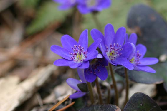 スハマソウ すはまそう 州浜草 Hepatica Nobilis Var Japonica Form Variegata キンポウゲ科ミスミソウ 属 苗 新潟県新潟市