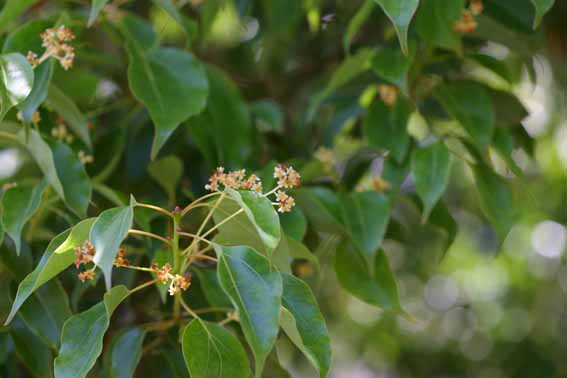 クスノキ 樟 クス 樟脳 しょうのう Cinnamomum Camphora クスノキ科クスノキ属