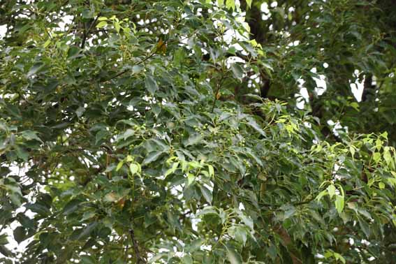 クスノキ 樟 クス 樟脳 しょうのう Cinnamomum Camphora クスノキ科クスノキ属