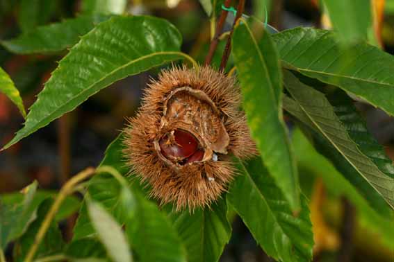 クリ くり 栗 Castanea Crenata ブナ科クリ属 苗