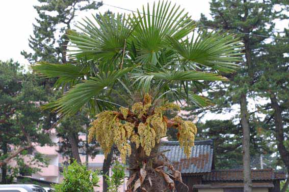 シュロ トウジュロ 唐棕櫚 棕櫚葉 しゅろよう 棕櫚実 しゅろじつ 棕櫚花 しゅろか 棕櫚皮 しゅろひ 棕櫚根 しゅろこん Trachycarpus Wagnerianus ヤシ科シュロ属