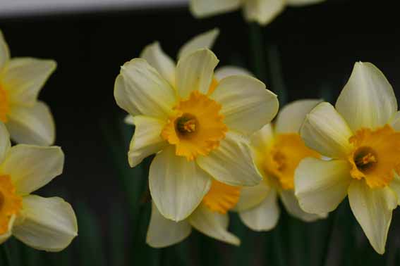 スイセン 水仙 Narcissus Tazetta Var Chinensis ヒガンバナ科スイセン属 有毒 球根