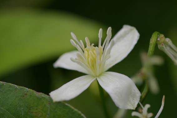 センニンソウ 仙人草 ウシノハコボレ 和威霊仙 わいれいせん Clematis Terniflora キンポウゲ科センニンソウ属