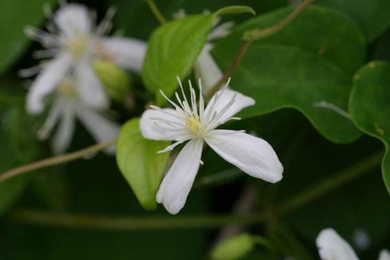 センニンソウ 仙人草 ウシノハコボレ 和威霊仙 わいれいせん Clematis Terniflora キンポウゲ科センニンソウ属