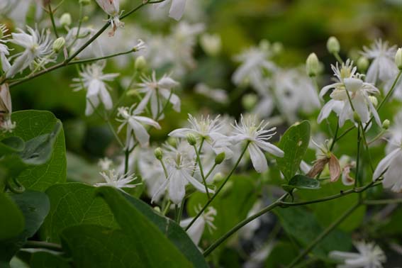 センニンソウ 仙人草 ウシノハコボレ 和威霊仙 わいれいせん Clematis Terniflora キンポウゲ科センニンソウ属