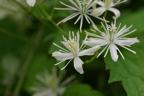 ボタンヅル 牡丹蔓 Clematis Apiifolia キンポウゲ科センニンソウ属