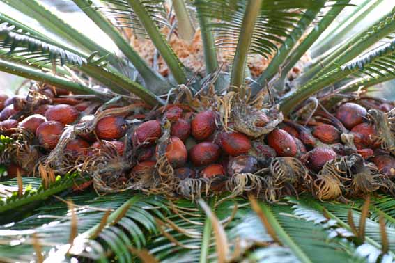 ソテツ 蘇鉄 蘇鉄実 そてつじつ 雌花 Cycas Revoluta ソテツ科ソテツ属