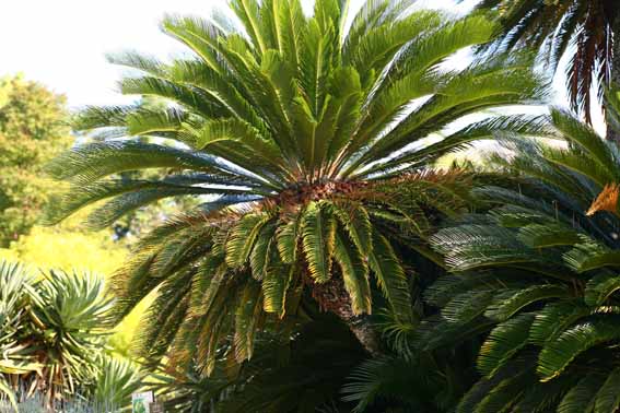 ソテツ 蘇鉄 蘇鉄実 そてつじつ 雌花 Cycas Revoluta ソテツ科ソテツ属