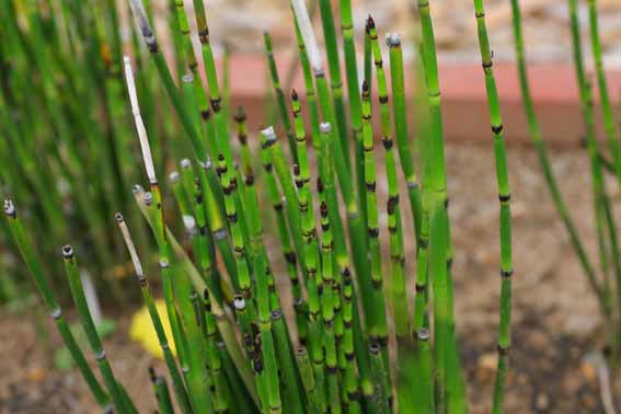 トクサ 木賊 砥草 木賊 もくぞく Equisetum Hyemale トクサ科トクサ属