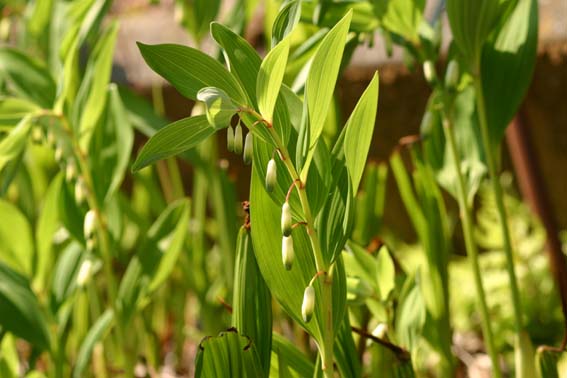 ナルコユリ 鳴子百合 黄精 おうせい Polygonatum Falcatum ユリ科アマドコロ属 苗