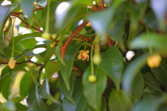 ビナンカズラ サネカズラ 実葛 美男葛 びなんかずら 南五味子 なんごみし Kadsura Japonica モクレン科サネカズラ属 苗