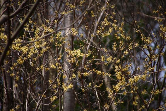 マルバマンサク まるばまんさく 丸葉満作 Hamamelis Japonica Var Obtusata マンサク科マンサク属 苗