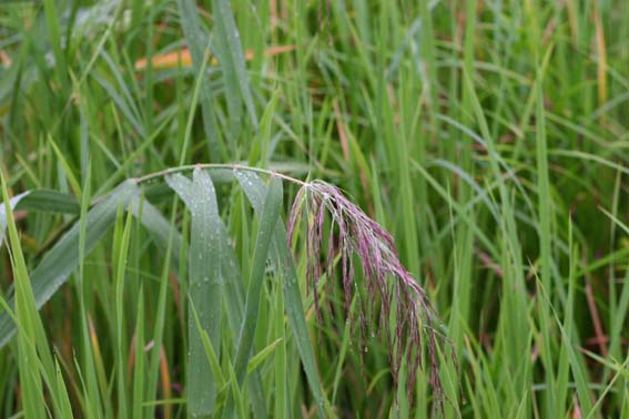 片葉の葦 ヨシ ヨシ 葦 アシ キタヨシ 蘆根 ろこん Phragmites Communis イネ科ヨシ属