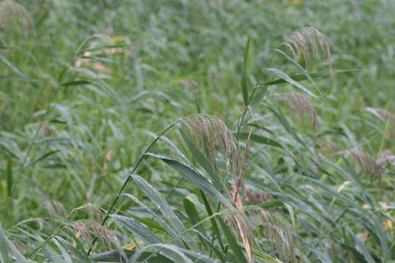 片葉の葦 ヨシ ヨシ 葦 アシ キタヨシ 蘆根 ろこん Phragmites Communis イネ科ヨシ属