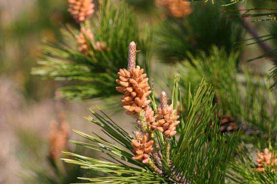 アカマツ 赤松 メマツ 松脂 しょうし 海松子 かいしょうし Pinus Densiflora マツ科マツ属