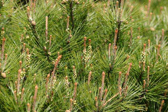 アカマツ 赤松 メマツ 松脂 しょうし 海松子 かいしょうし Pinus Densiflora マツ科マツ属