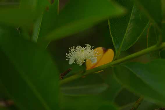 ストロベリーグァバ ストロベリーグアバ イエローグァバ キミノバンジロウ 黄実のバンジロウ 蕃石榴葉 ばんせきりょうよう Psidium Cattleianum フトモモ科バンジロウ属 苗