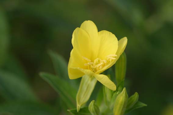 マツヨイグサ 待宵草 Oenothera Etricta アカバナ科マツヨイグサ属