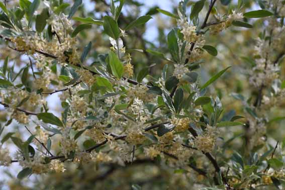 アキグミ 秋茱萸 Elaeagnus Umbellata グミ科グミ属 苗