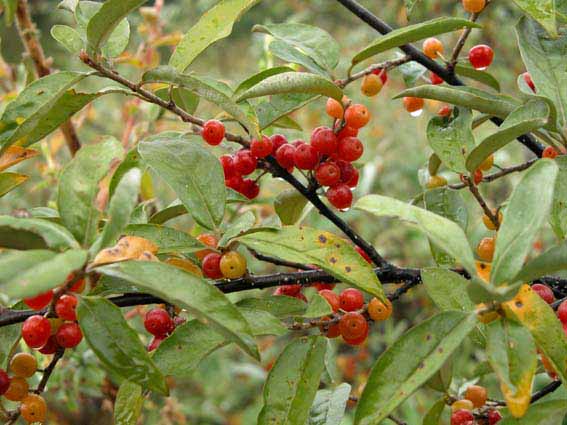 アキグミ 秋茱萸 Elaeagnus Umbellata グミ科グミ属 苗