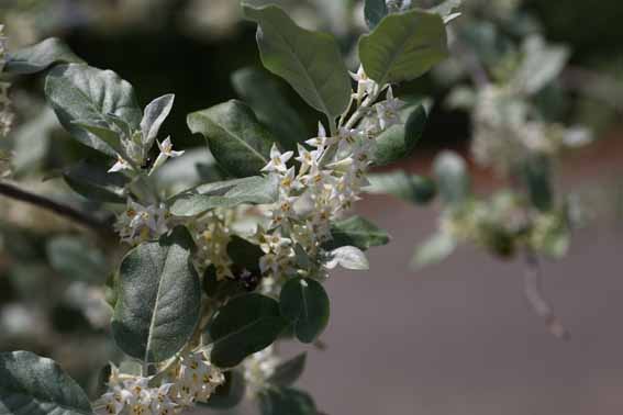 アキグミ 秋茱萸 Elaeagnus Umbellata グミ科グミ属 苗