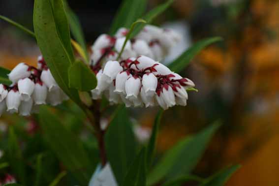 リュウキュウアセビ 琉球馬酔木 Pieris Koidzumiana Pieris Japonica Var Koidzumiana ツツジ科アセビ 属 苗