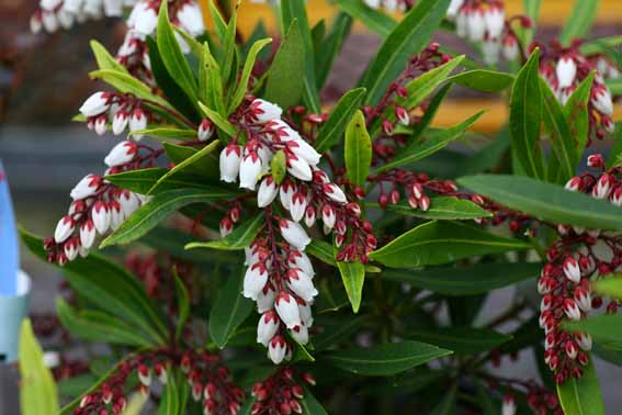 リュウキュウアセビ 琉球馬酔木 Pieris Koidzumiana Pieris Japonica Var Koidzumiana ツツジ科アセビ 属 苗